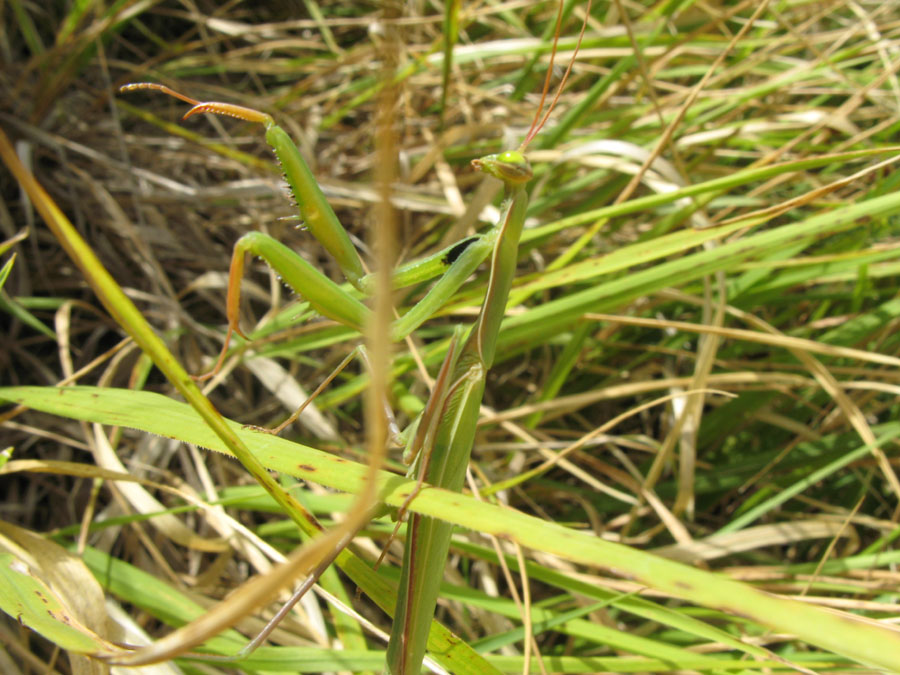 Mantis religiosa